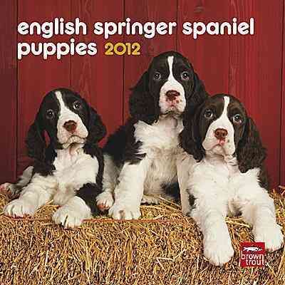 Produktbild: English Springer Spaniel Puppies 2012 Calendar