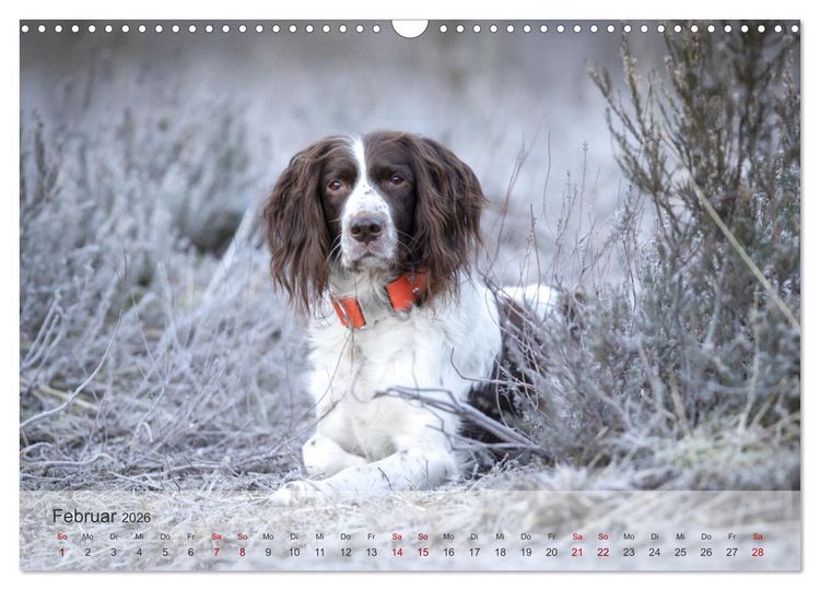 Produktbild: Der kleine M&uuml;nsterl&auml;nder (Wandkalender 2026 DIN A3 quer), CALVENDO Monatskalender