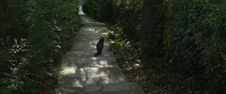 Produktbild: Kater