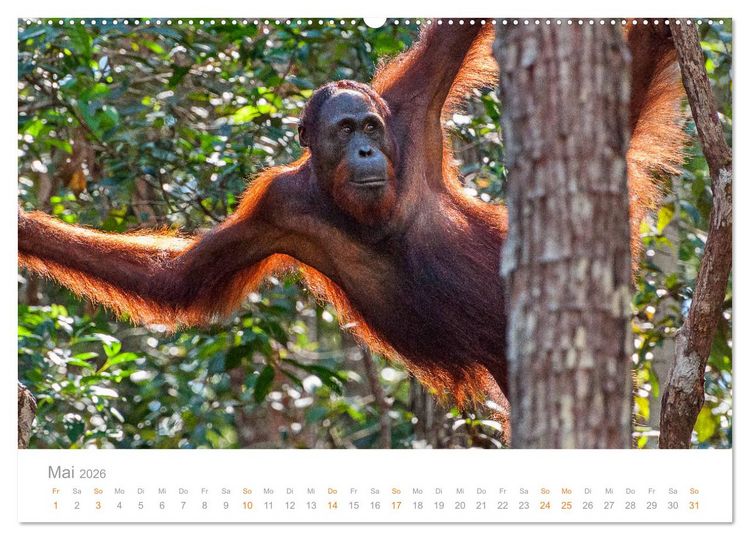 Produktbild: Orang-Utans Menschenaffen auf Borneo (hochwertiger Premium Wandkalender 2026 DIN A2 quer), Kunstdruck in Hochglanz