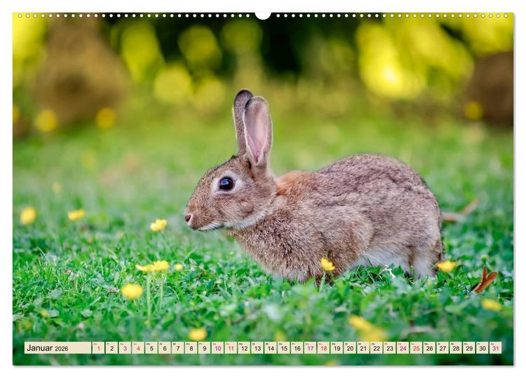 Produktbild: Feldhasen und Kaninchen (Wandkalender 2026 DIN A2 quer), CALVENDO Monatskalender