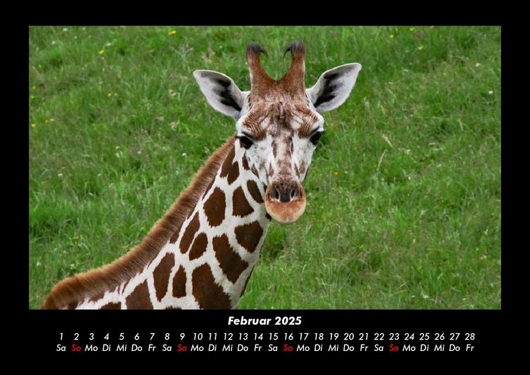 Produktbild: Giraffen 2025 Fotokalender DIN A3