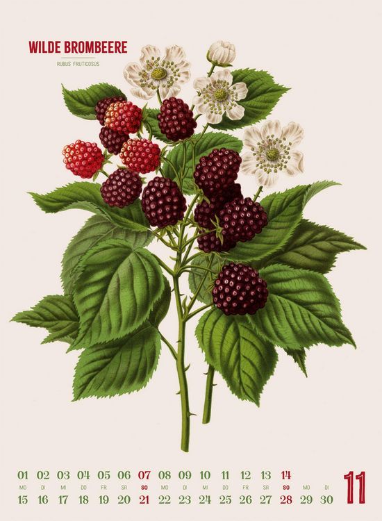 Produktbild: Obstgarten Kalender 2027 | Apfel, Birne, Pflaume & Co.