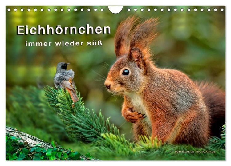 Produktbild: Eichh&ouml;rnchen - immer wieder s&uuml;&szlig; (Wandkalender 2026 DIN A4 quer), CALVENDO Monatskalender