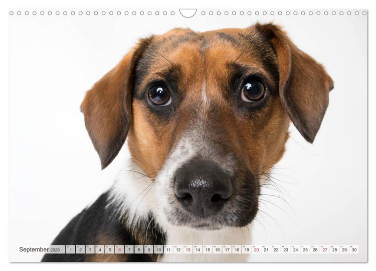 Produktbild: Kleine Hunde - Gro&szlig;e Blicke (Wandkalender 2026 DIN A3 quer), CALVENDO Monatskalender