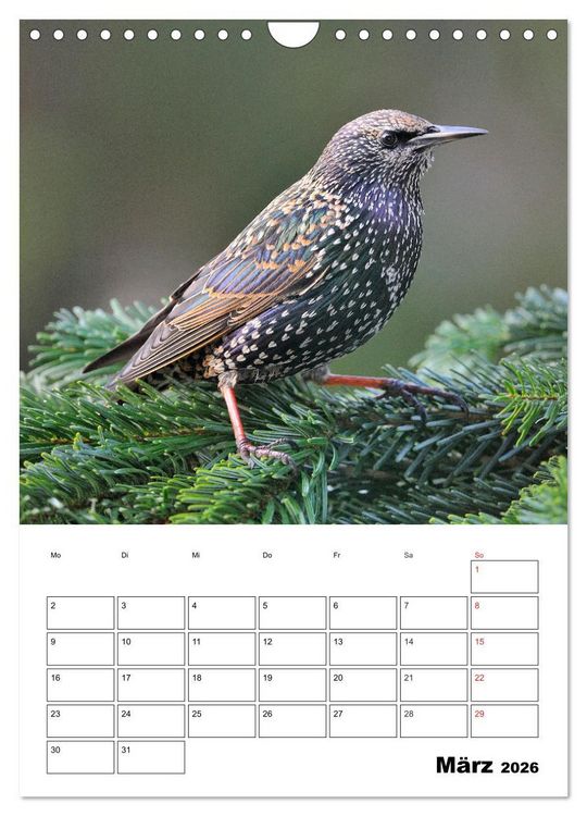 Produktbild: Bezaubernde V&ouml;gel im heimischen Garten (Wandkalender 2026 DIN A4 hoch), CALVENDO Monatskalender