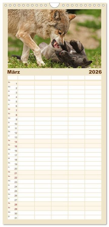 Produktbild: Familienplaner 2026 - Begegnung mit dem Wolf mit 5 Spalten (Wandkalender, 21 x 45 cm) CALVENDO
