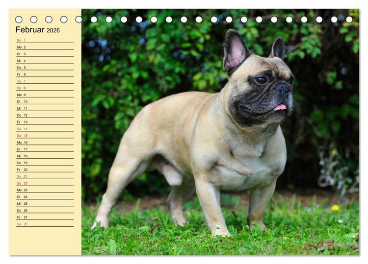 Produktbild: Franz&ouml;sische Bulldogge - Clown auf 4 Pfoten (Tischkalender 2026 DIN A5 quer), CALVENDO Monatskalender