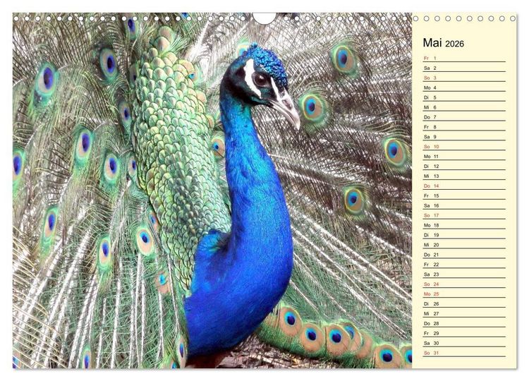 Produktbild: Pfaue. Pr&auml;chtig und schillernd (Wandkalender 2026 DIN A3 quer), CALVENDO Monatskalender