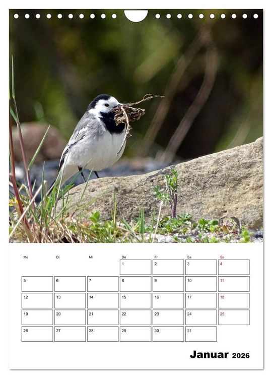 Produktbild: Amsel, Drossel, Fink und Star - beobachtet (Wandkalender 2026 DIN A4 hoch), CALVENDO Monatskalender