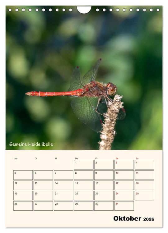 Produktbild: Libellen - Flugk&uuml;nstler in Bayern (Wandkalender 2026 DIN A4 hoch), CALVENDO Monatskalender