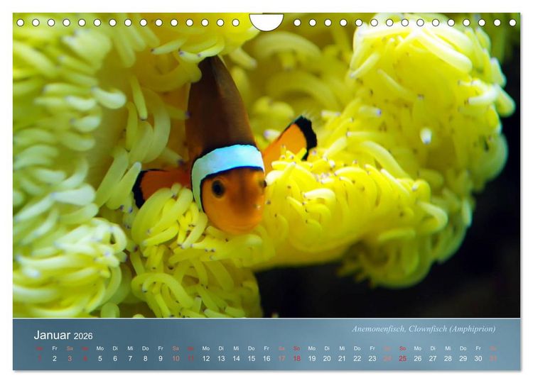 Produktbild: Bunte Riffbewohner - Fische, Anemonen und noch viel mehr (Wandkalender 2026 DIN A4 quer), CALVENDO Monatskalender