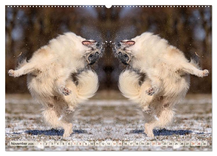 Produktbild: Mit doppelter Power durch das Jahr (hochwertiger Premium Wandkalender 2026 DIN A2 quer), Kunstdruck in Hochglanz