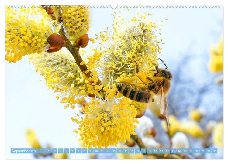 Produktbild: Ein Leben f&uuml;r den Honig: Bienen und Imker (hochwertiger Premium Wandkalender 2027 DIN A2 quer), Kunstdruck in Hochglanz