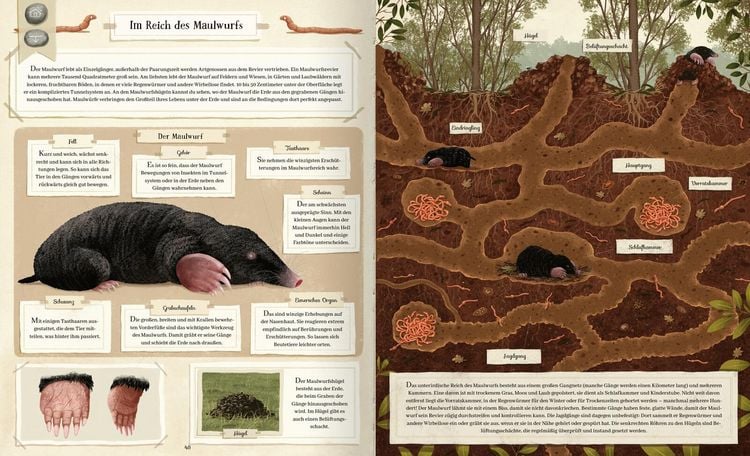 Produktbild: Tierisch gut gebaut &ndash; Von Nestern, H&ouml;hlen und anderen Tierwohnungen