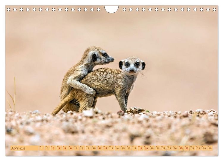 Produktbild: Afrikas Tierwelt - Erdm&auml;nnchen (Wandkalender 2026 DIN A4 quer), CALVENDO Monatskalender
