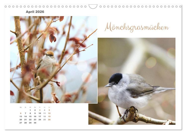 Produktbild: Vogel-P&auml;rchen (Wandkalender 2026 DIN A3 quer), CALVENDO Monatskalender