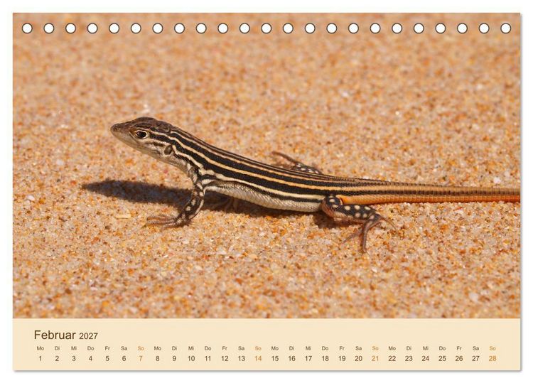 Produktbild: Eidechsen Europas (Tischkalender 2027 DIN A5 quer), CALVENDO Monatskalender