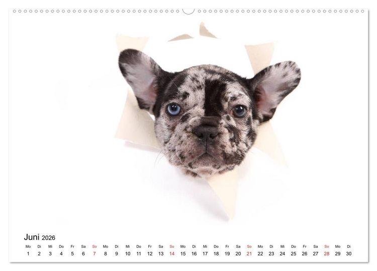 Produktbild: Funny Dogs (hochwertiger Premium Wandkalender 2026 DIN A2 quer), Kunstdruck in Hochglanz