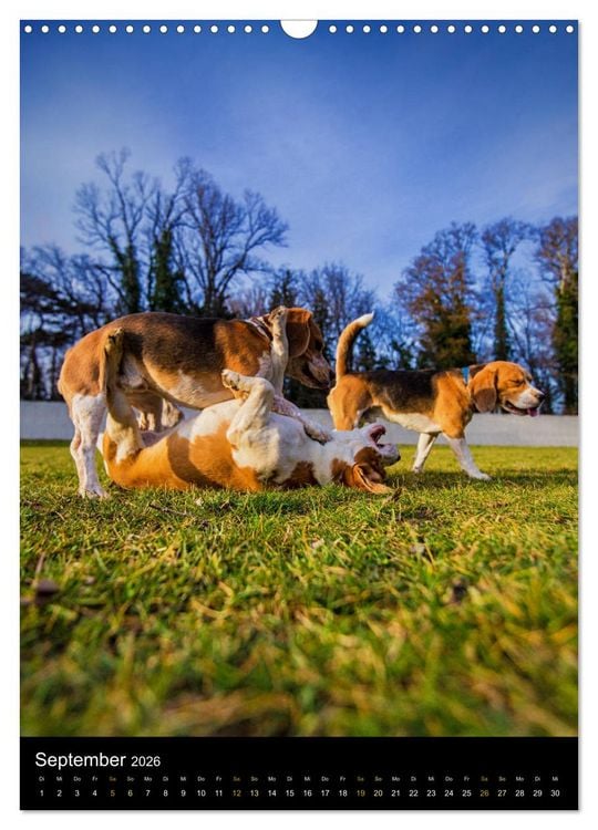 Produktbild: Beagle Action - Wilde Kuscheltiere (Wandkalender 2026 DIN A3 hoch), CALVENDO Monatskalender