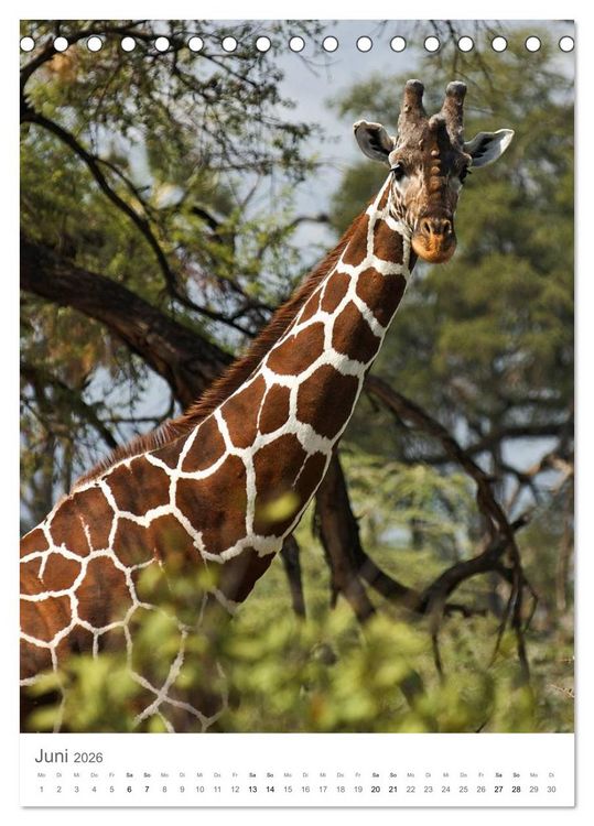 Produktbild: Giraffen - Die Grazien in Afrikas Savannen (Tischkalender 2026 DIN A5 hoch), CALVENDO Monatskalender