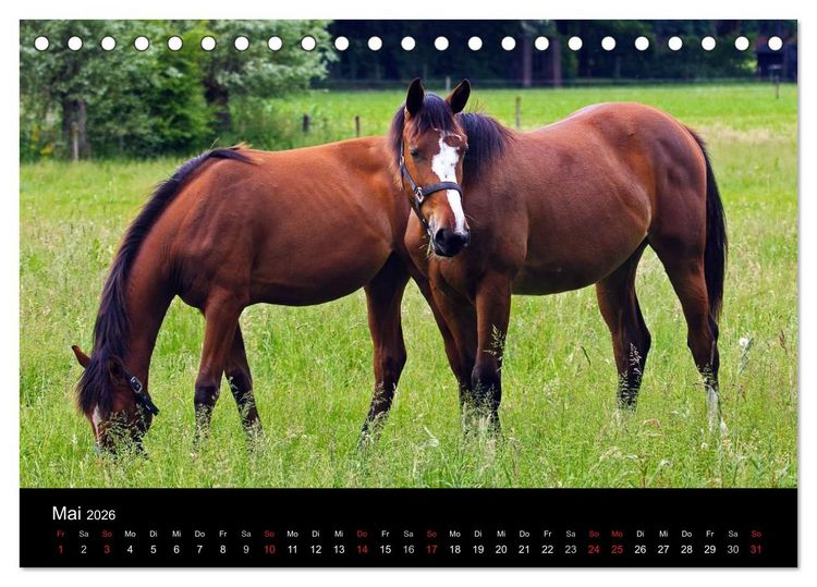 Produktbild: Faszination Pferde (Tischkalender 2026 DIN A5 quer), CALVENDO Monatskalender