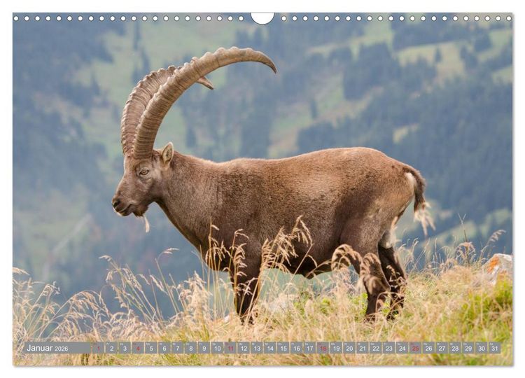 Produktbild: Steinwild am Pilatus (Wandkalender 2026 DIN A3 quer), CALVENDO Monatskalender