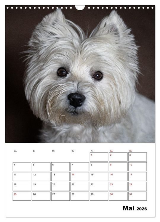 Produktbild: West Highland White Terrier - Herzensbrecher auf vier Pfoten (Wandkalender 2026 DIN A3 hoch), CALVENDO Monatskalender
