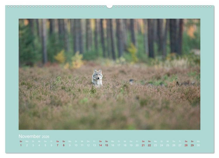 Produktbild: W&ouml;lfe, Impressionen aus der Lausitz (Wandkalender 2026 DIN A2 quer), CALVENDO Monatskalender
