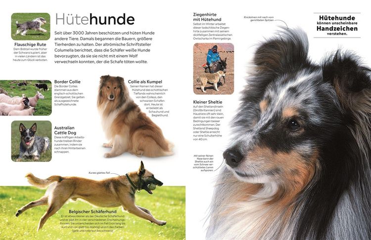 Produktbild: memo Wissen. Hunde