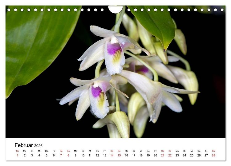 Produktbild: Vielfalt der Orchideen (Wandkalender 2026 DIN A4 quer), CALVENDO Monatskalender