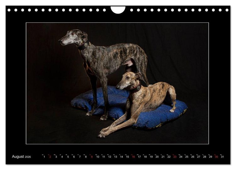 Produktbild: Windhunde - Schnelle Sch&ouml;nheiten (Wandkalender 2026 DIN A4 quer), CALVENDO Monatskalender