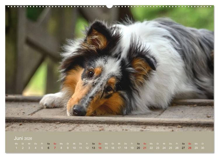 Produktbild: Collies - charmante Herzensbrecher (hochwertiger Premium Wandkalender 2026 DIN A2 quer), Kunstdruck in Hochglanz