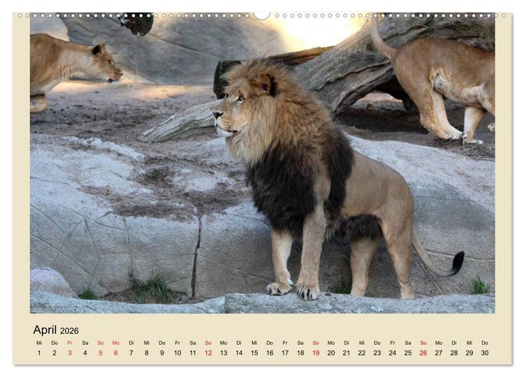 Produktbild: L&ouml;wen im Tierpark Hagenbeck (Wandkalender 2026 DIN A2 quer), CALVENDO Monatskalender
