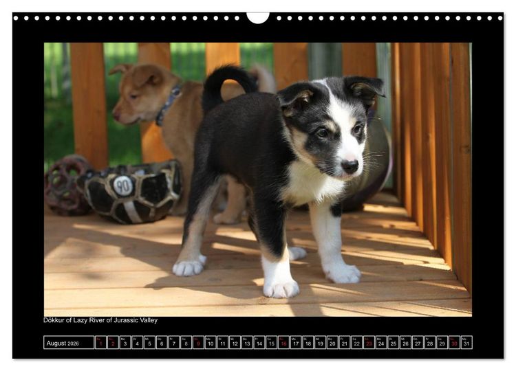 Produktbild: Islandhund - Welpen / CH-Version (Wandkalender 2026 DIN A3 quer), CALVENDO Monatskalender