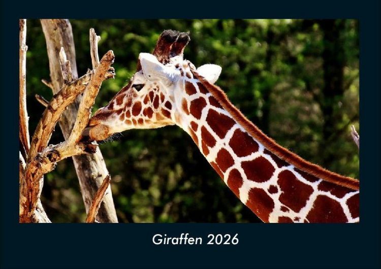 Produktbild: Giraffen 2026 Fotokalender DIN A4