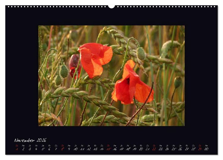 Produktbild: MOHNographie (hochwertiger Premium Wandkalender 2026 DIN A2 quer), Kunstdruck in Hochglanz