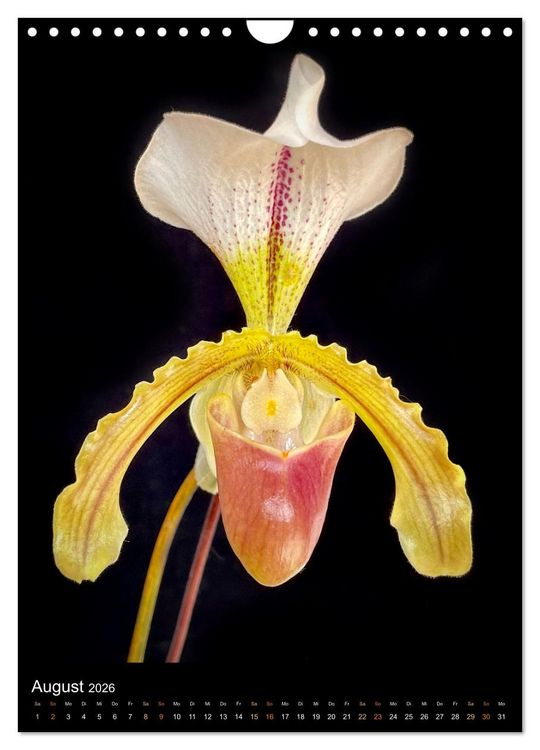 Produktbild: Orchideen - Exoten im Wohnzimmer (Wandkalender 2026 DIN A4 hoch), CALVENDO Monatskalender