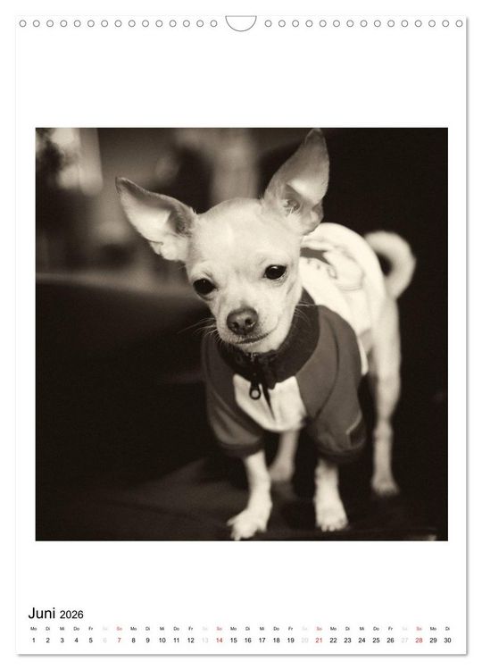 Produktbild: CHIHUAHUA CHIC Photos Marion Koell (Wandkalender 2026 DIN A3 hoch), CALVENDO Monatskalender