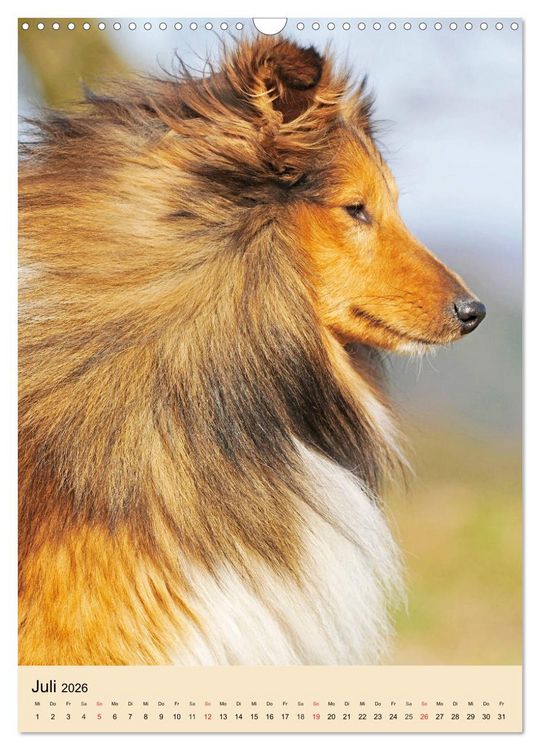 Produktbild: Sheltie - Wirbelwind auf 4 Pfoten (Wandkalender 2026 DIN A3 hoch), CALVENDO Monatskalender