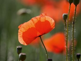 Produktbild: CALVENDO Puzzle Mohnblumen | 1000 Teile Lege-Gr&ouml;&szlig;e 64x48cm Foto-Puzzle f&uuml;r gl&uuml;ckliche Stunden