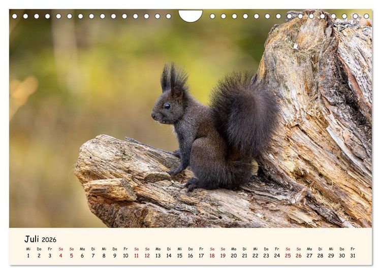 Produktbild: Oachkatzl (Wandkalender 2026 DIN A4 quer), CALVENDO Monatskalender
