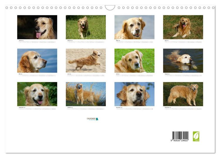 Produktbild: Golden Retriever Power (Wandkalender 2026 DIN A3 quer), CALVENDO Monatskalender