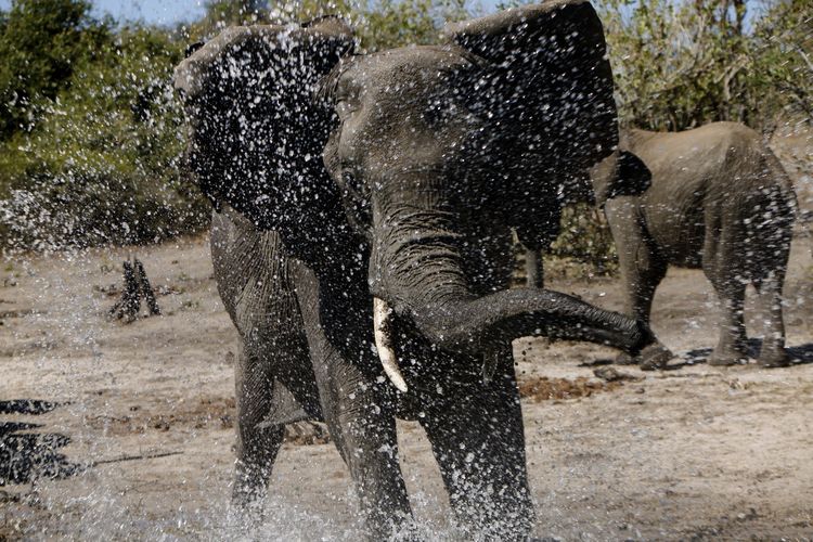 Produktbild: African Safari