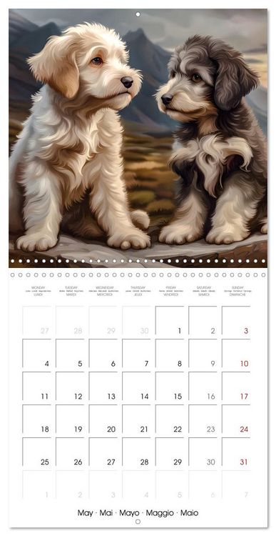 Produktbild: Aussiedoodle - Dogs to love (Wall Calendar 2026 12 &times; 12 Inch) CALVENDO 12 Month Wall Calendar