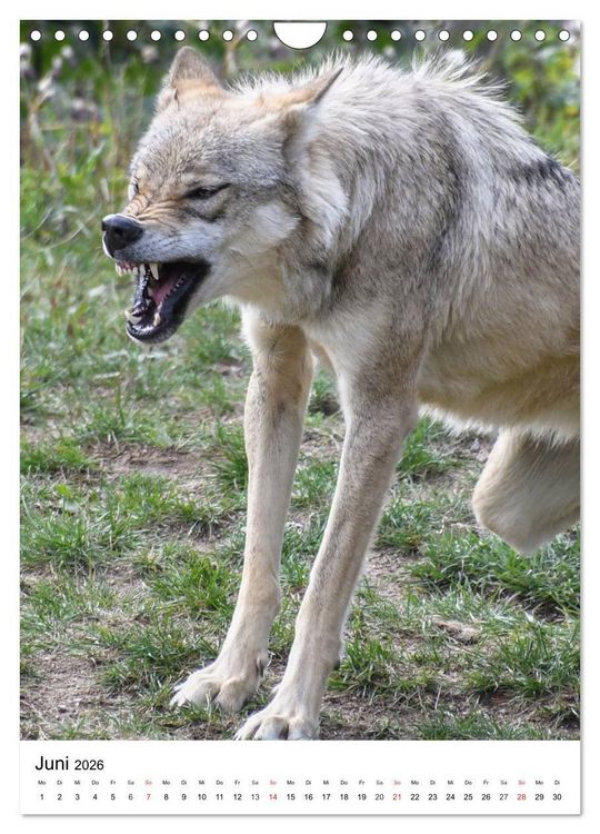 Produktbild: Wolf-Gesichter (Wandkalender 2026 DIN A4 hoch), CALVENDO Monatskalender