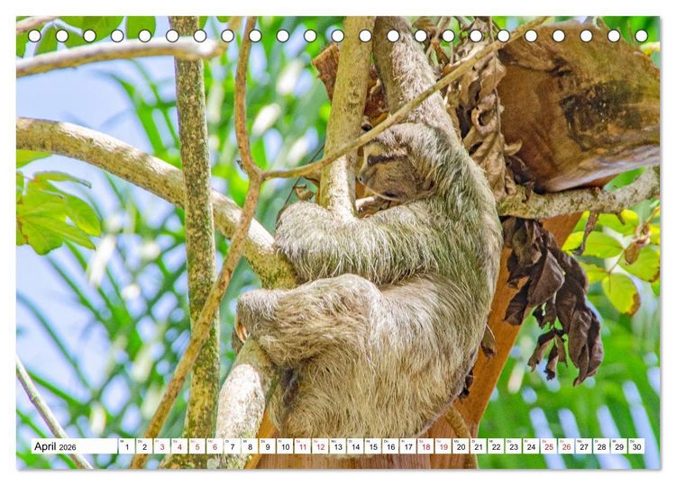 Produktbild: Traumziele Mittelamerikas - Costa Rica, Panama und Kolumbien (Tischkalender 2026 DIN A5 quer), CALVENDO Monatskalender