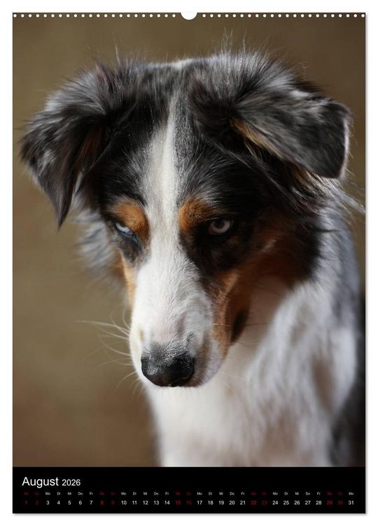 Produktbild: Geliebte Aussies - Australian Shepherds im Portrait (hochwertiger Premium Wandkalender 2026 DIN A2 hoch), Kunstdruck in Hochglanz