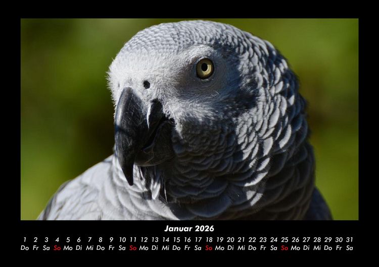 Produktbild: Welt der V&ouml;gel 2026 Fotokalender DIN A3