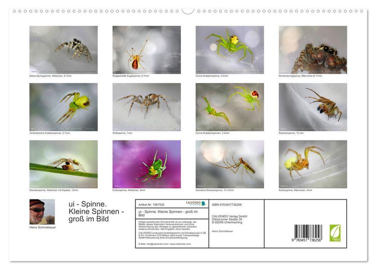 Produktbild: ui - Spinne. Kleine Spinnen - gro&szlig; im Bild (hochwertiger Premium Wandkalender 2026 DIN A2 quer), Kunstdruck in Hochglanz